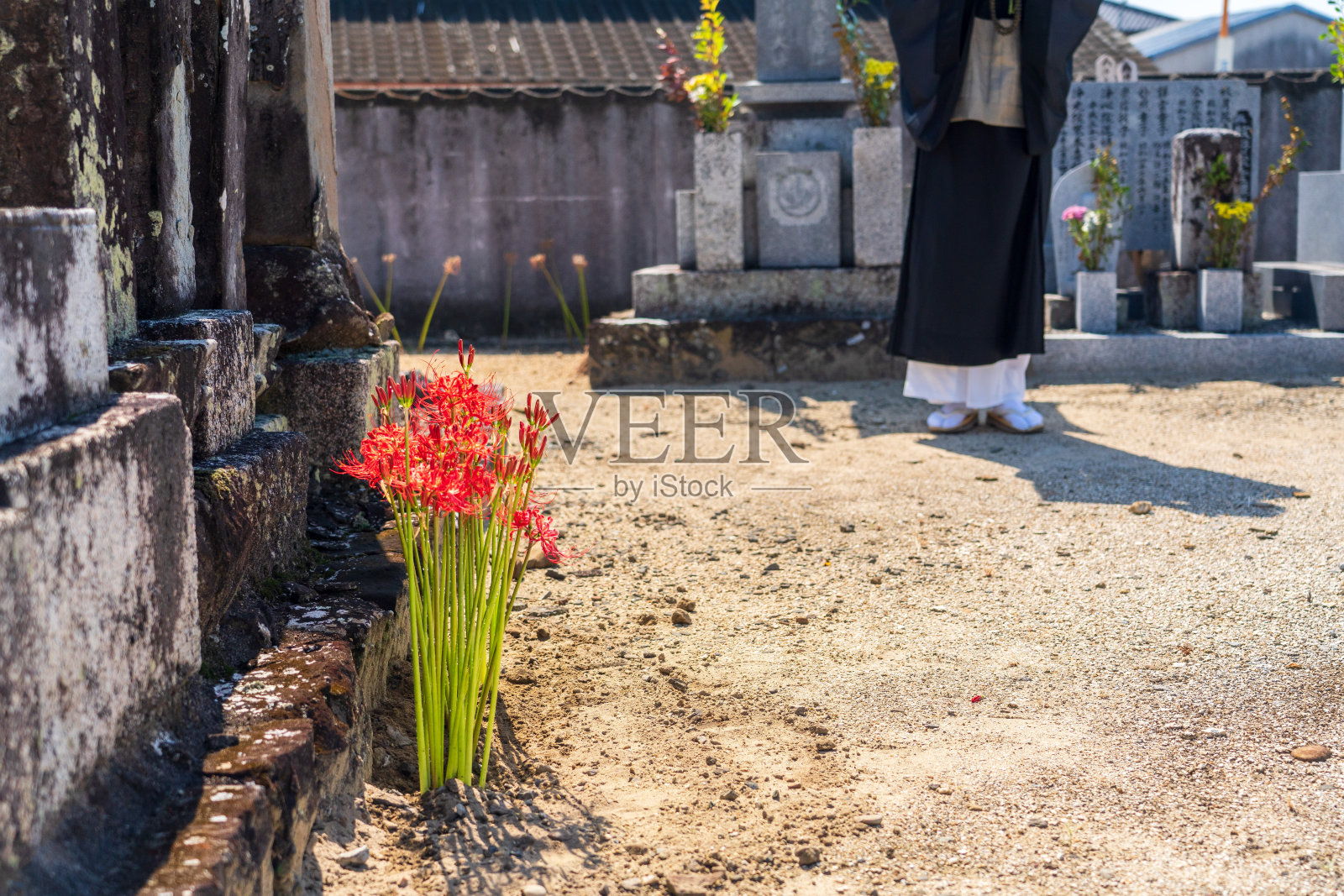 一个僧侣在一丛孤挺花前祈祷照片摄影图片