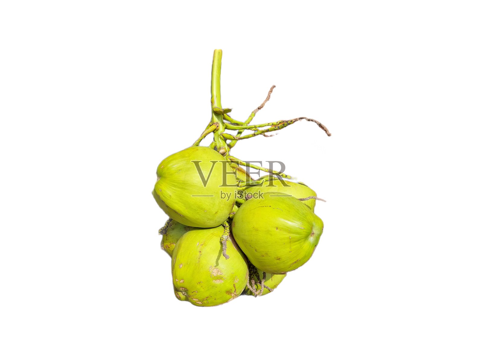 白色背景下的一串新鲜的绿色椰子,孤立无援照片摄影图片