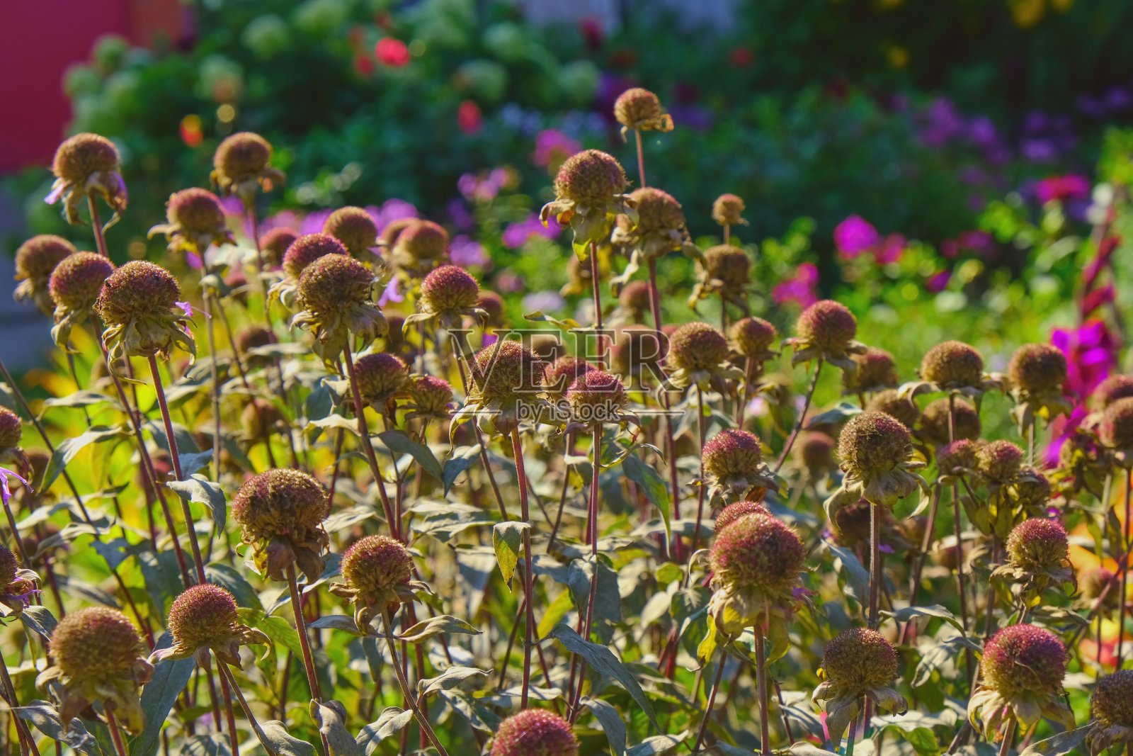 柔软的松果菊干头花在花园花坛上开花后沐浴在阳光下。秋天模糊的花的背景。照片摄影图片
