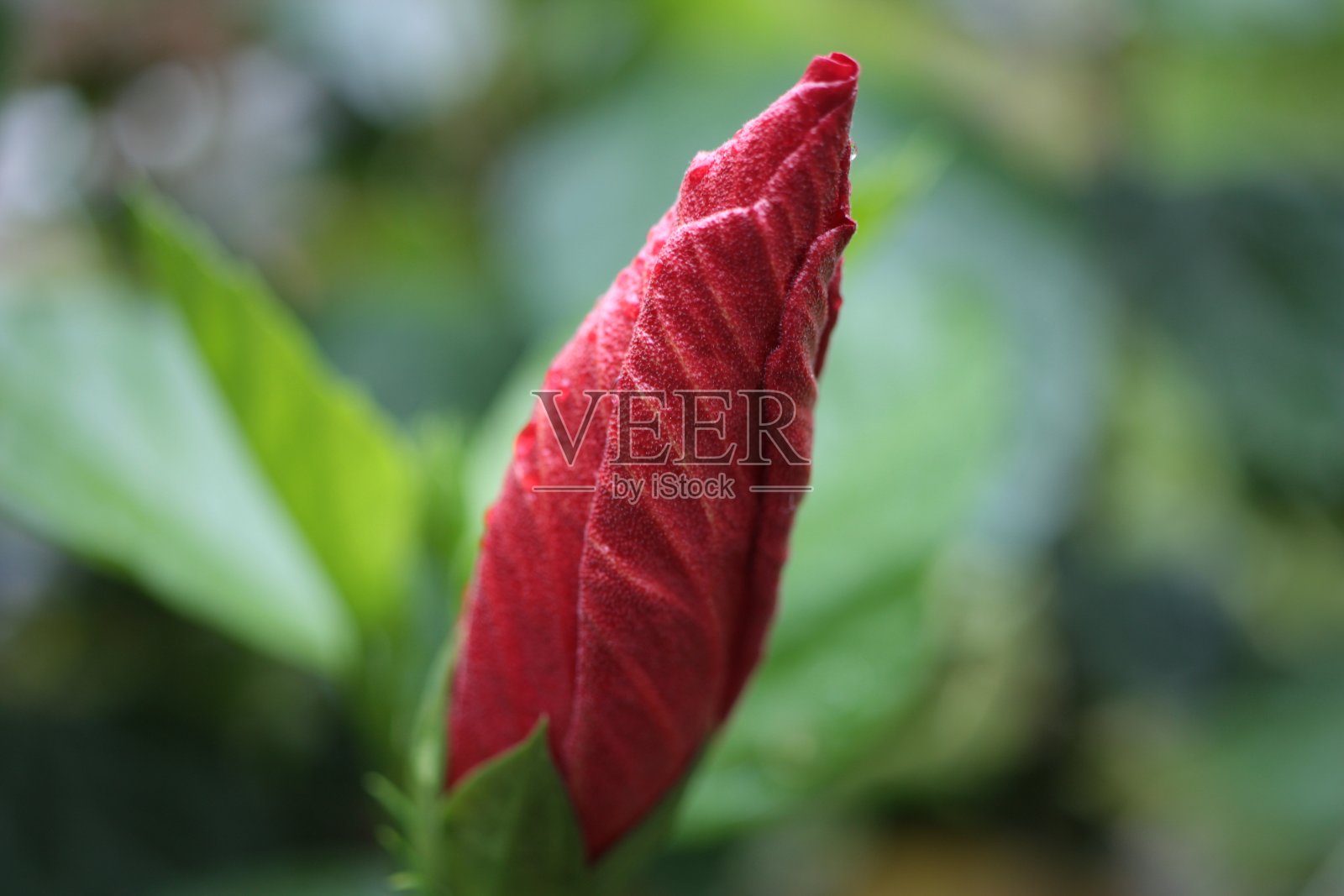 极端宏观的中国芙蓉,月季,夏威夷芙蓉,玫瑰锦葵,或鞋黑植物(芙蓉)的芽照片摄影图片