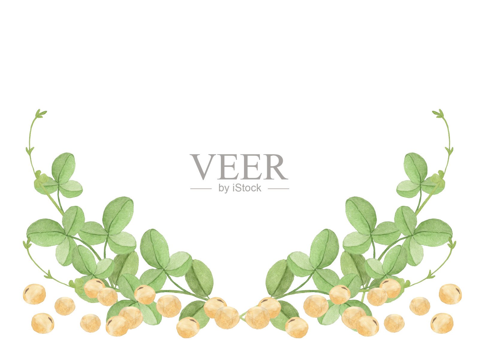 水彩大豆叶子插画图片素材