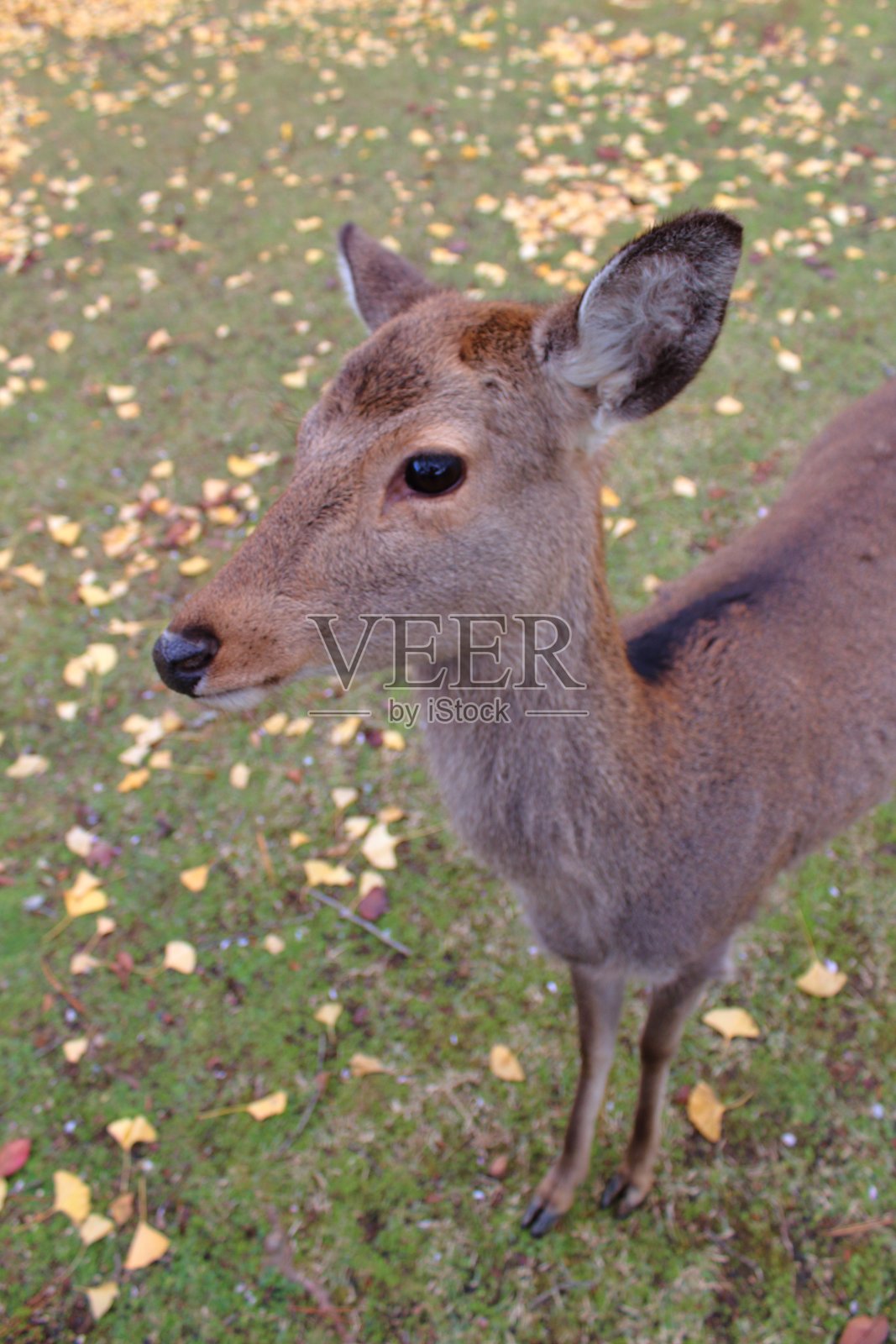 鹿照片摄影图片