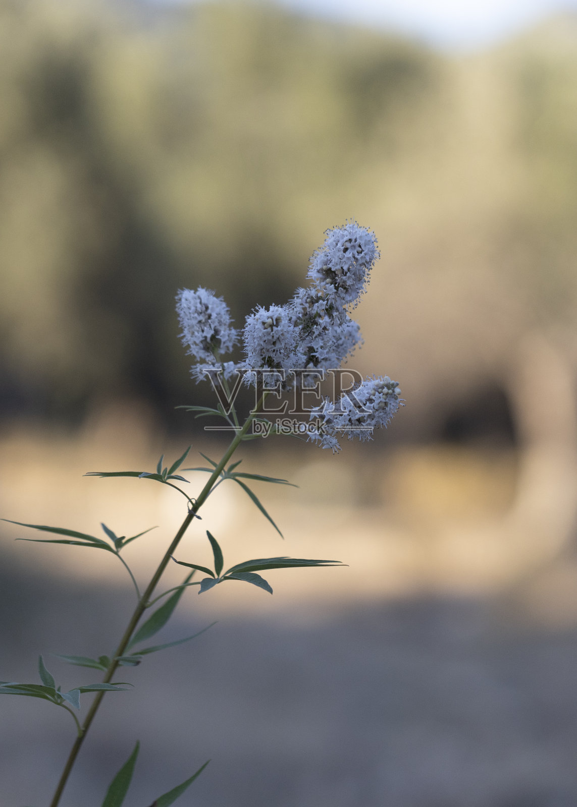 大戟草的特写。野生洋蓟。自然和季节照片摄影图片