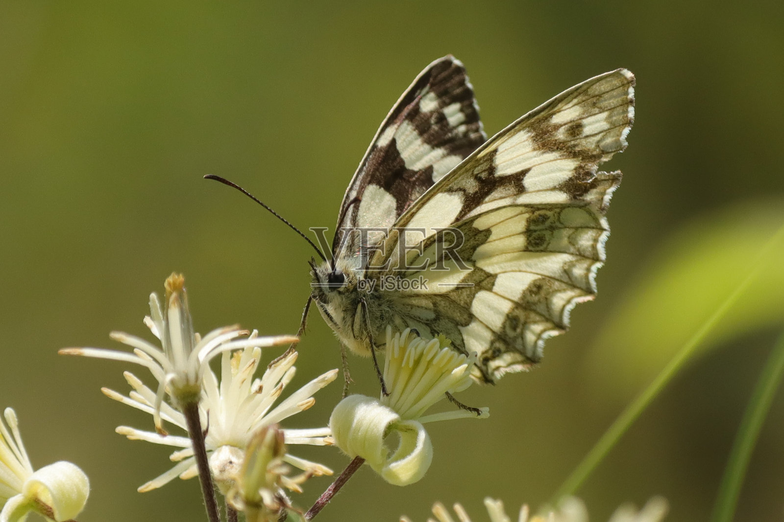 小麦尼尔 (农业斯特玛吉塔戈)照片摄影图片
