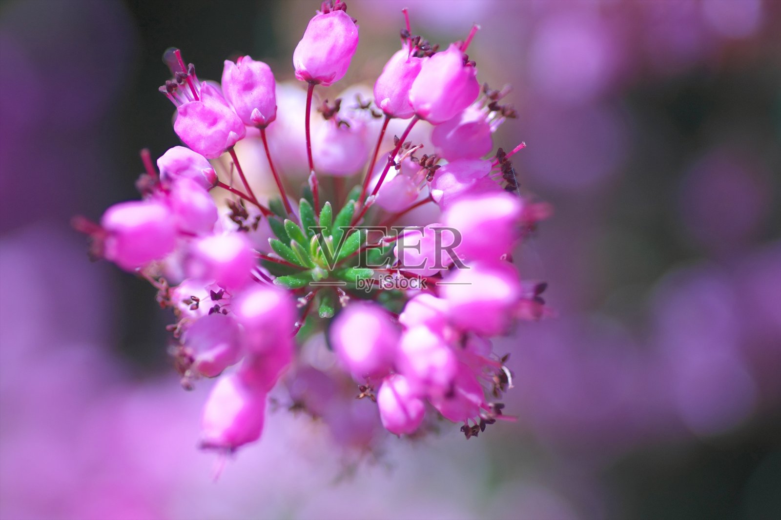 美丽的艾丽卡的花瓣照片摄影图片