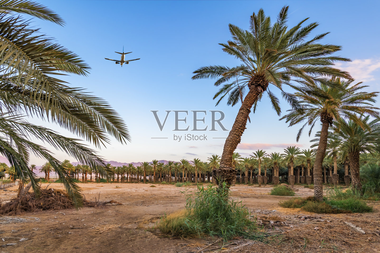 中东的枣树种植园照片摄影图片