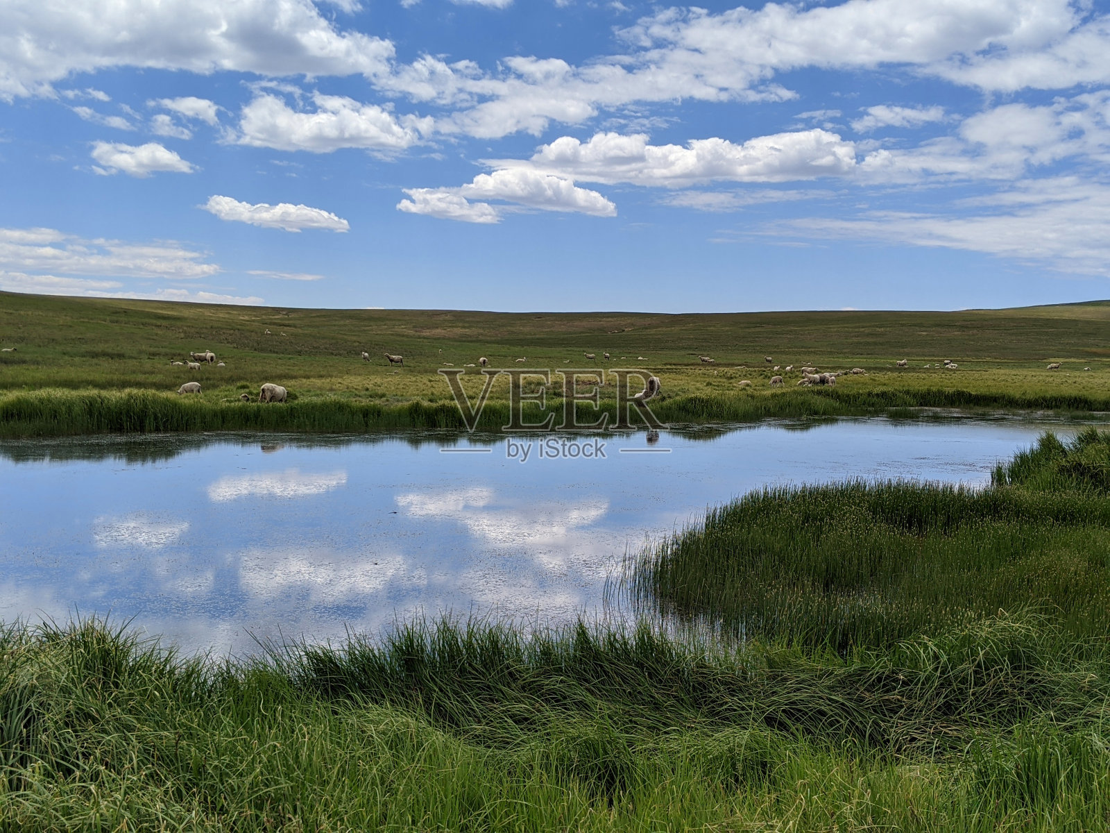 在Markagunt高原和犹他州雪松山的高牧场和草地上吃草的羊群照片摄影图片