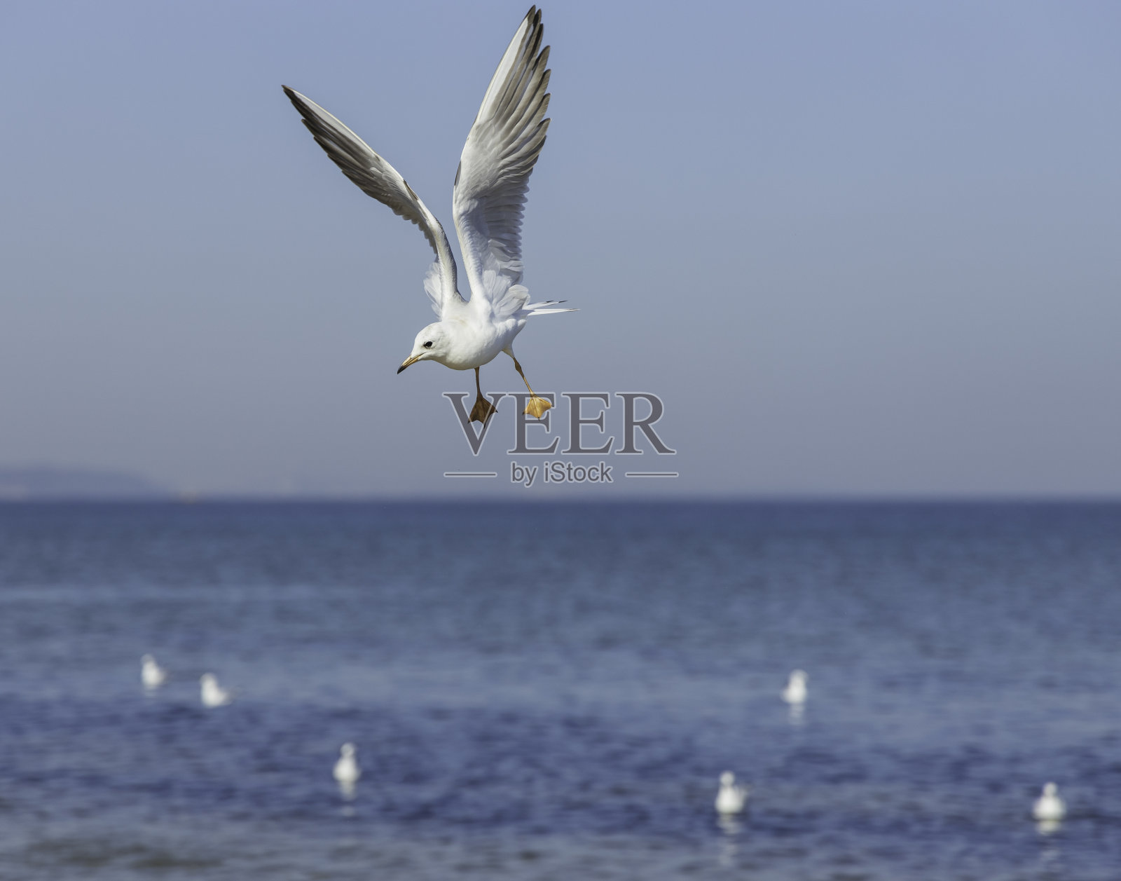 海鸥飞过海滩照片摄影图片