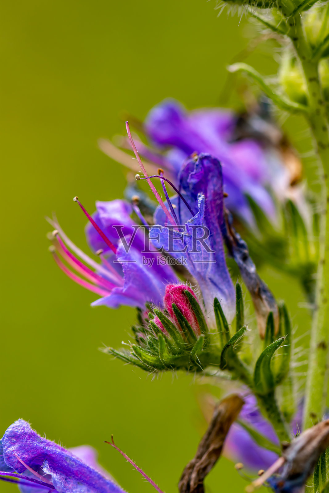 白头翁花生长在田间,封闭照片摄影图片