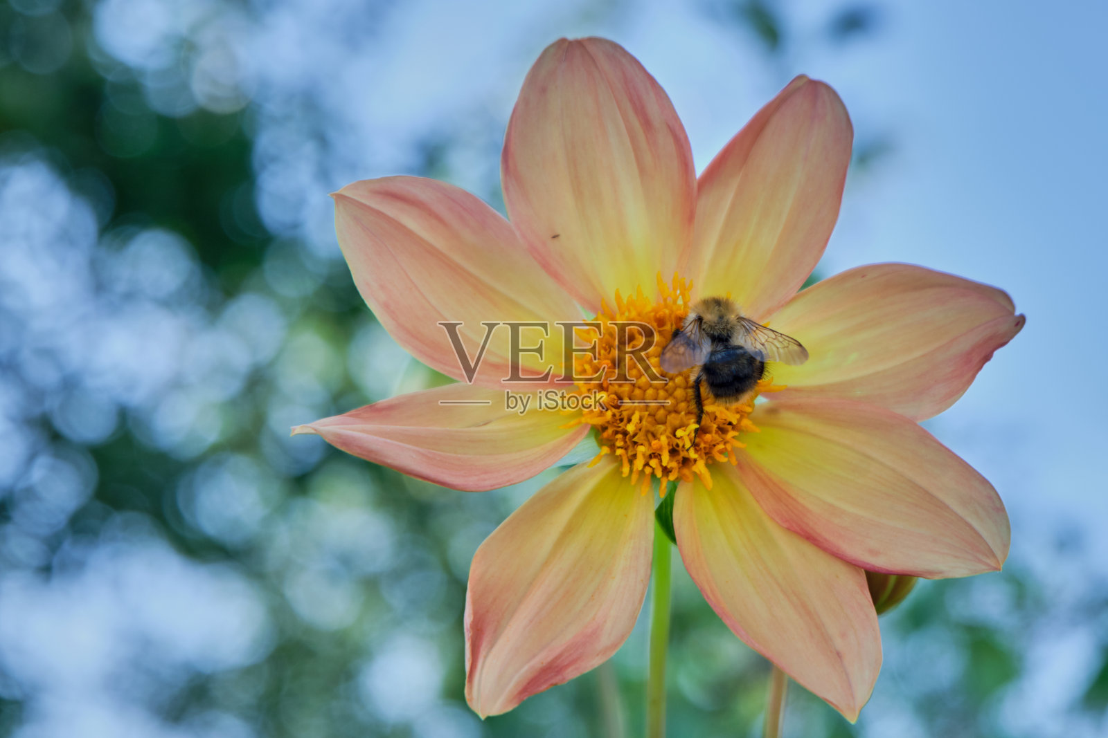 一只大黄蜂,一只蜜蜂在黄色粉红色的花朵上,对着蓝色的天空,在白天,选择性聚焦照片摄影图片