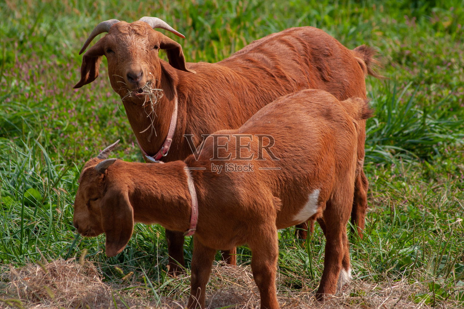 棕色的山羊在吃干草照片摄影图片