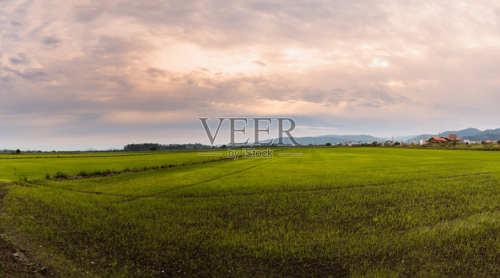 水稻种植照片摄影图片