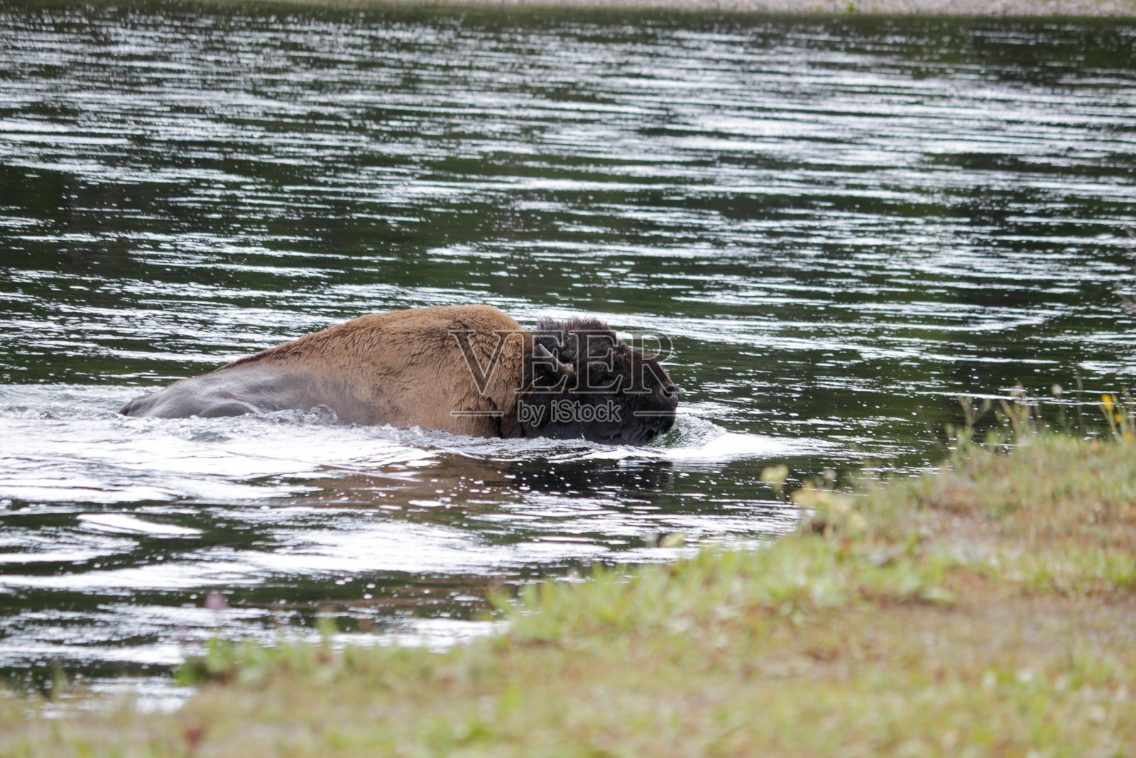 黄石国家公园。照片摄影图片
