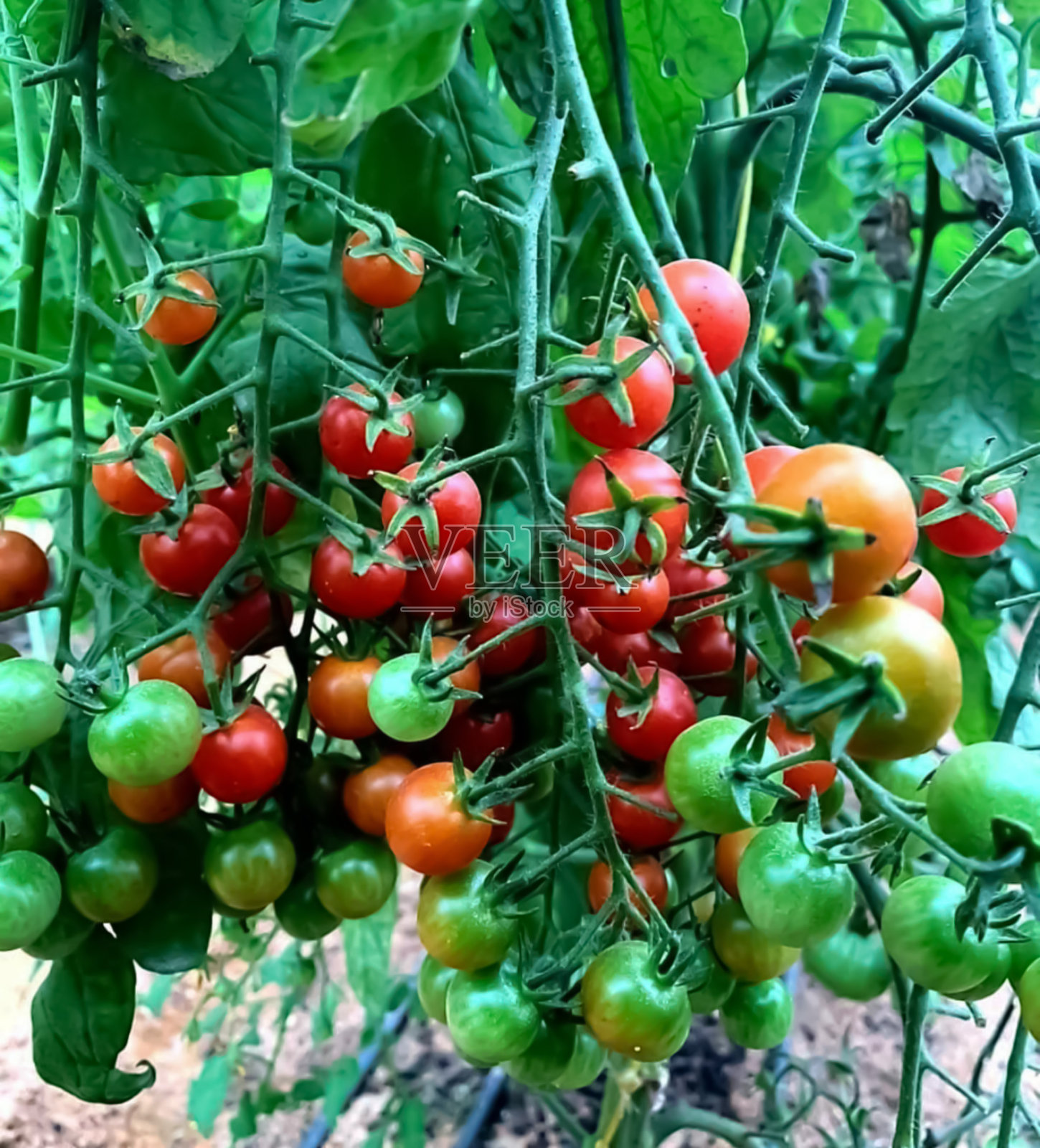 新鲜的西红柿照片摄影图片