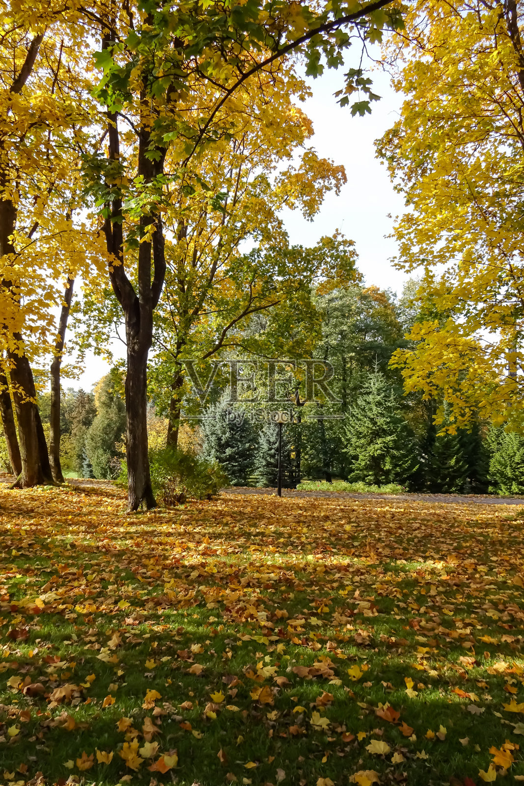 卡德里奥公园的草地上有许多干燥的金色叶子,在一个阳光明媚的秋天,秋天的季节。背面是蓝色银白色云杉树。爱沙尼亚塔林,欧洲,2021年10月照片摄影图片