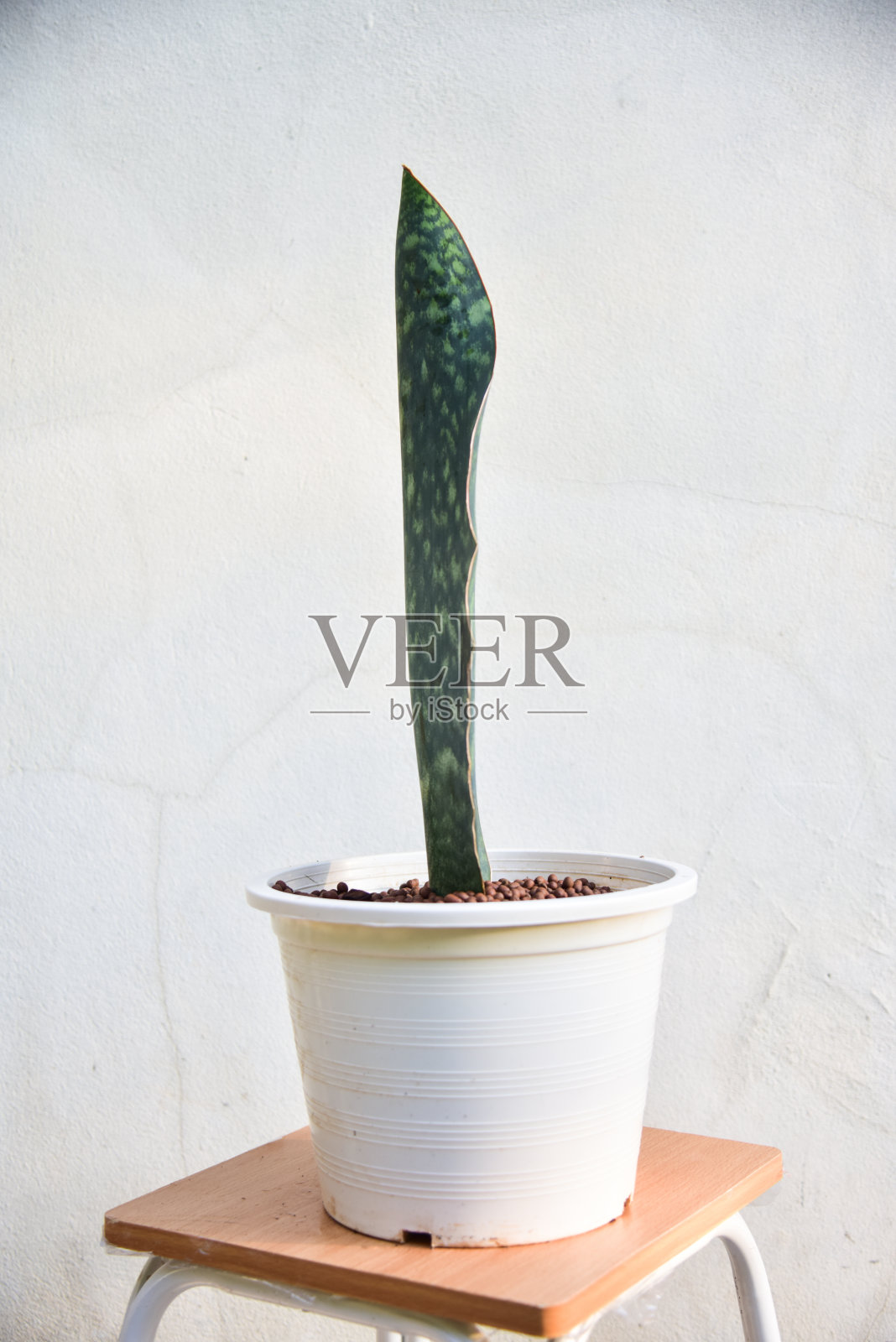 SAMSE-VIERIA在白色的壶在灰色的背景。照片摄影图片