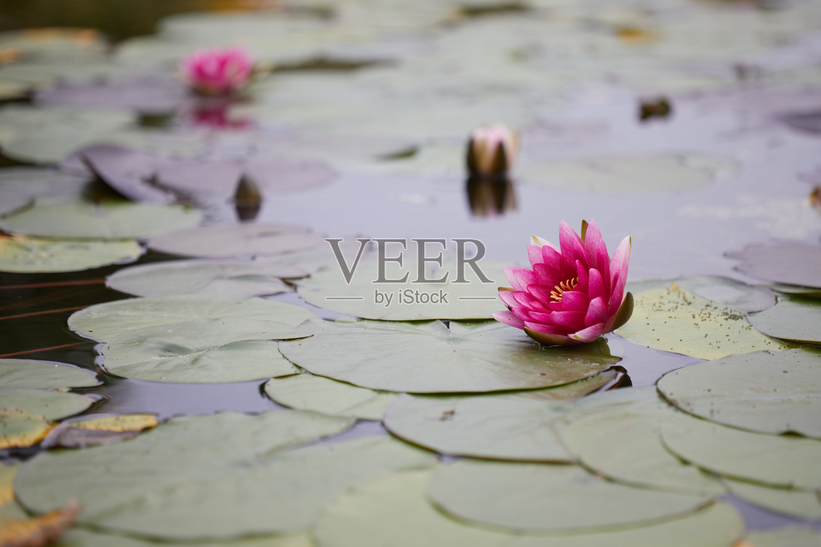 湖中美丽的粉红色荷花和叶子。自然光线。照片摄影图片