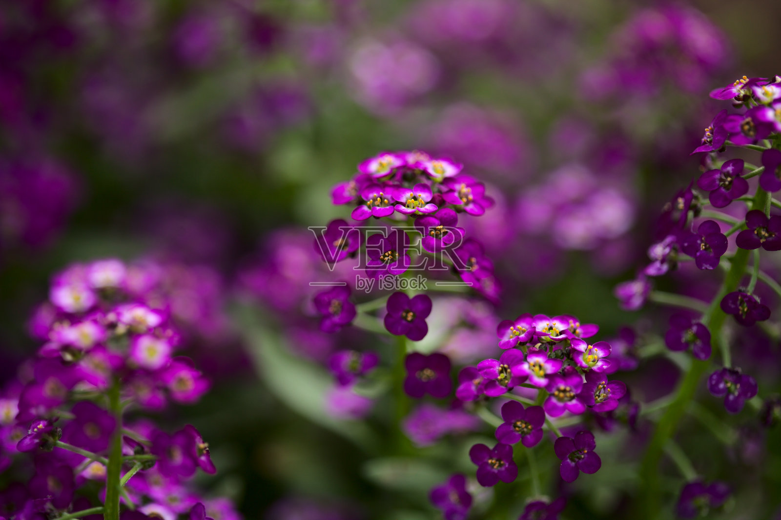 花期花园品种小叶花,香百合自然大花背景照片摄影图片