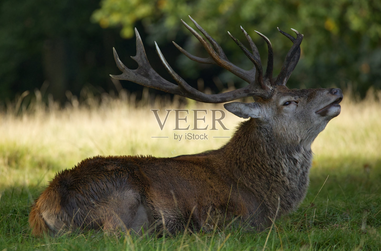 马鹿坐在树荫下照片摄影图片