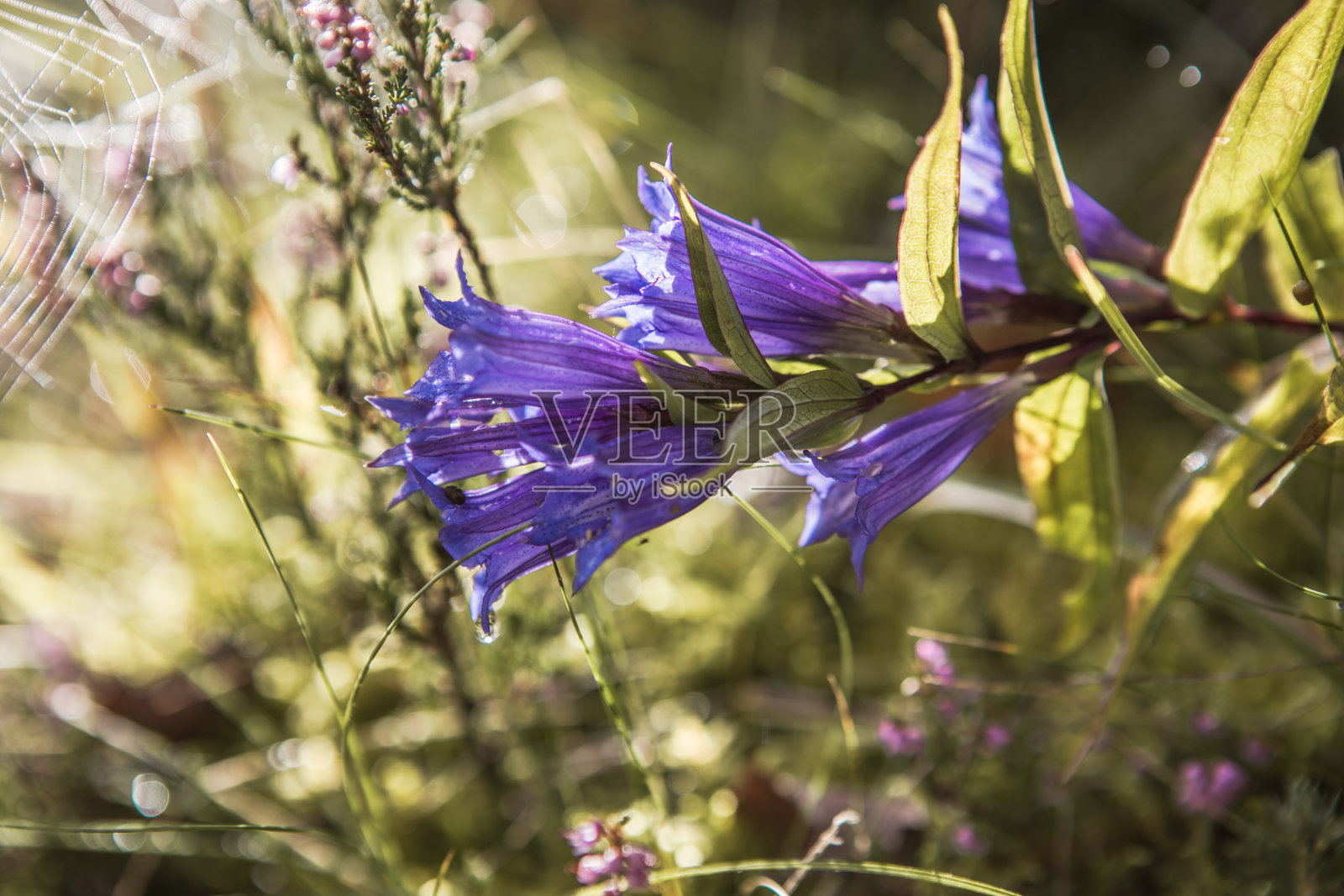 山花龙胆属一柳龙胆属照片摄影图片