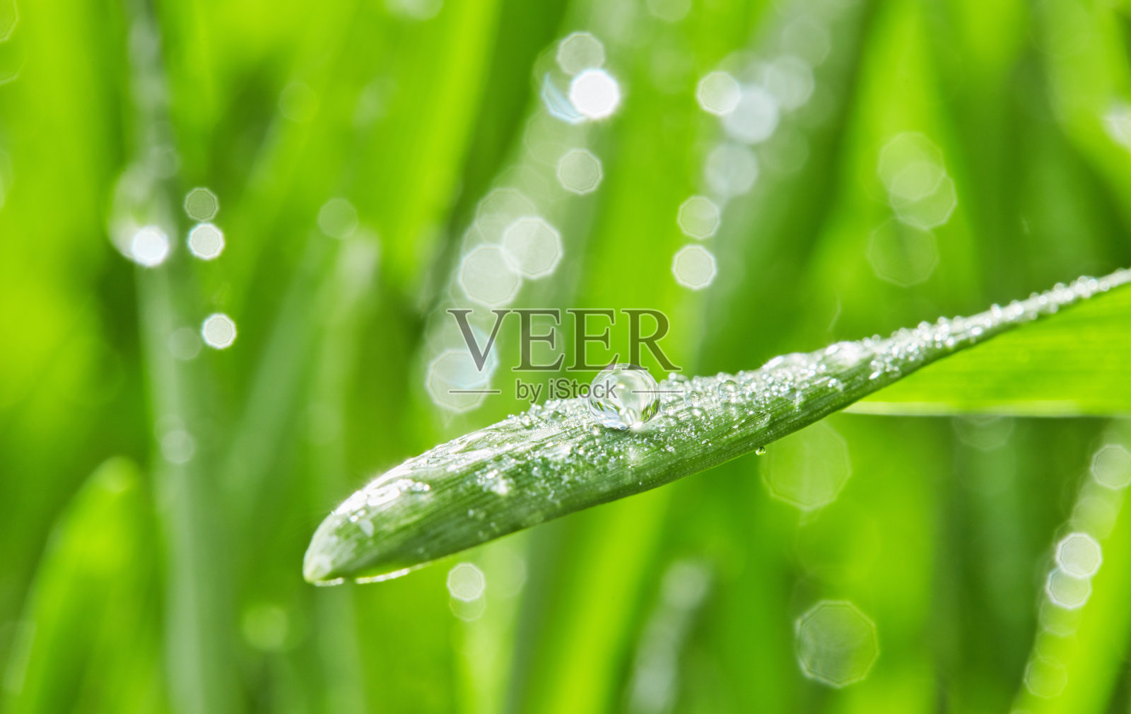 雨滴落在草叶上照片摄影图片
