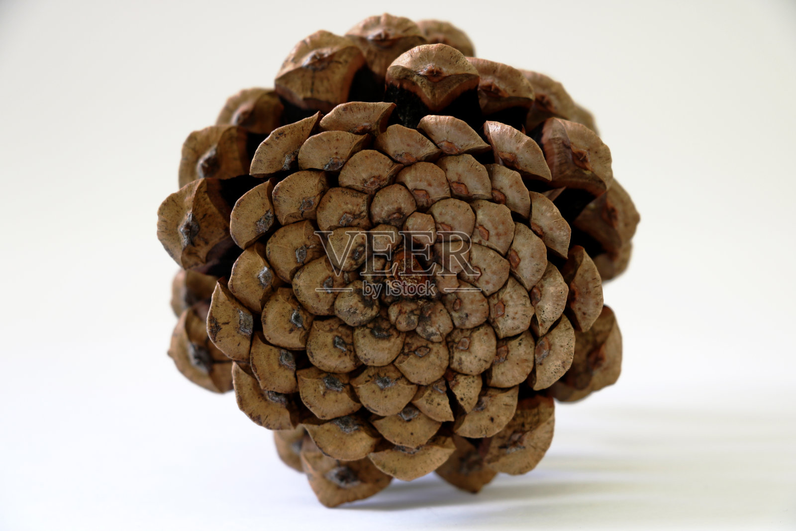 在白色背景上分离的松果照片摄影图片