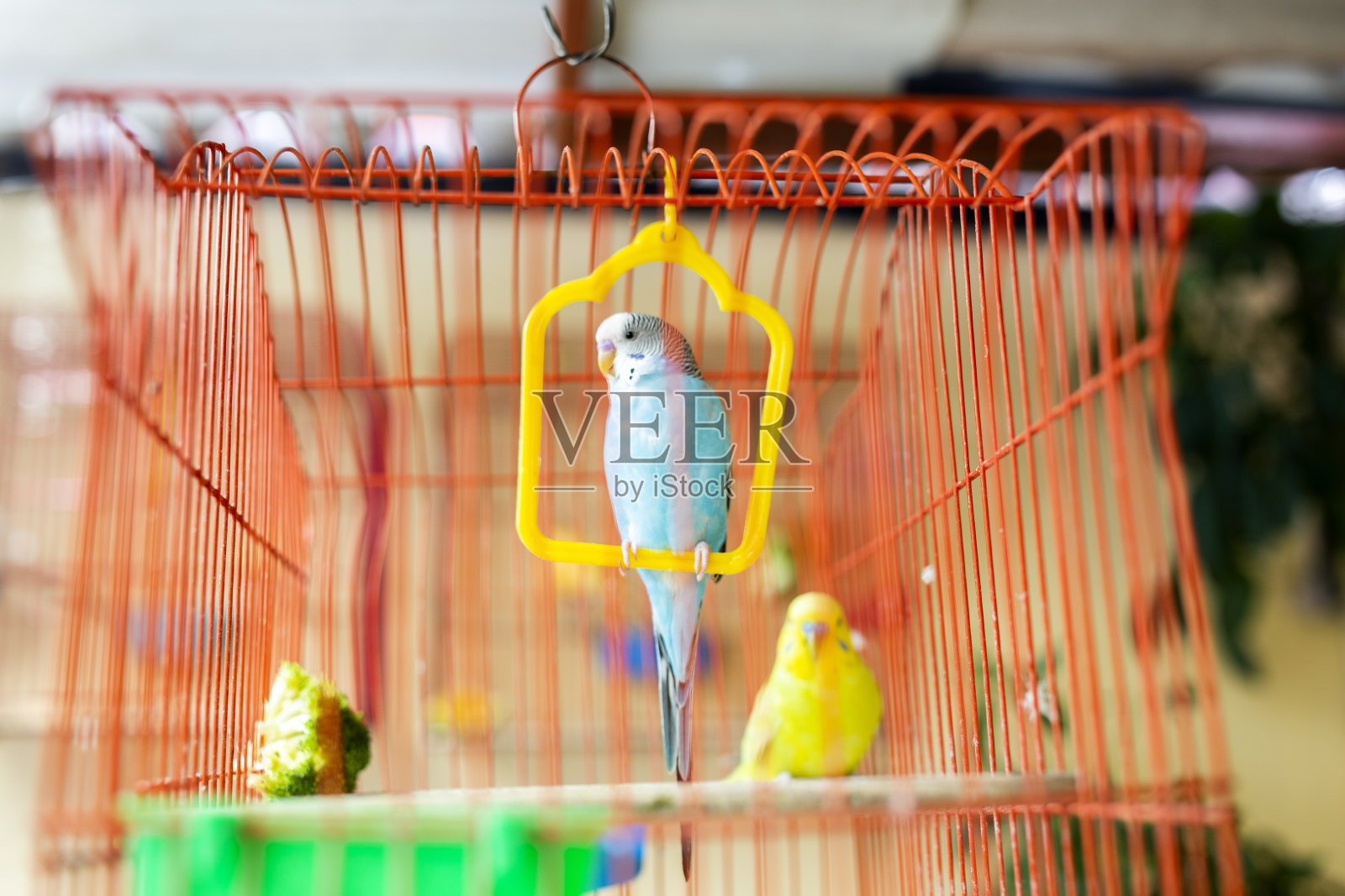 鸟在笼子里照片摄影图片