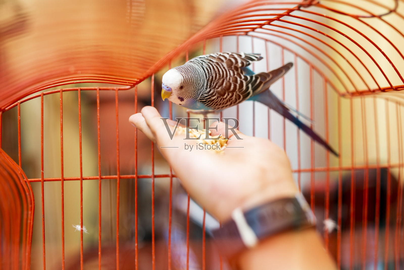 鸟在笼子里照片摄影图片
