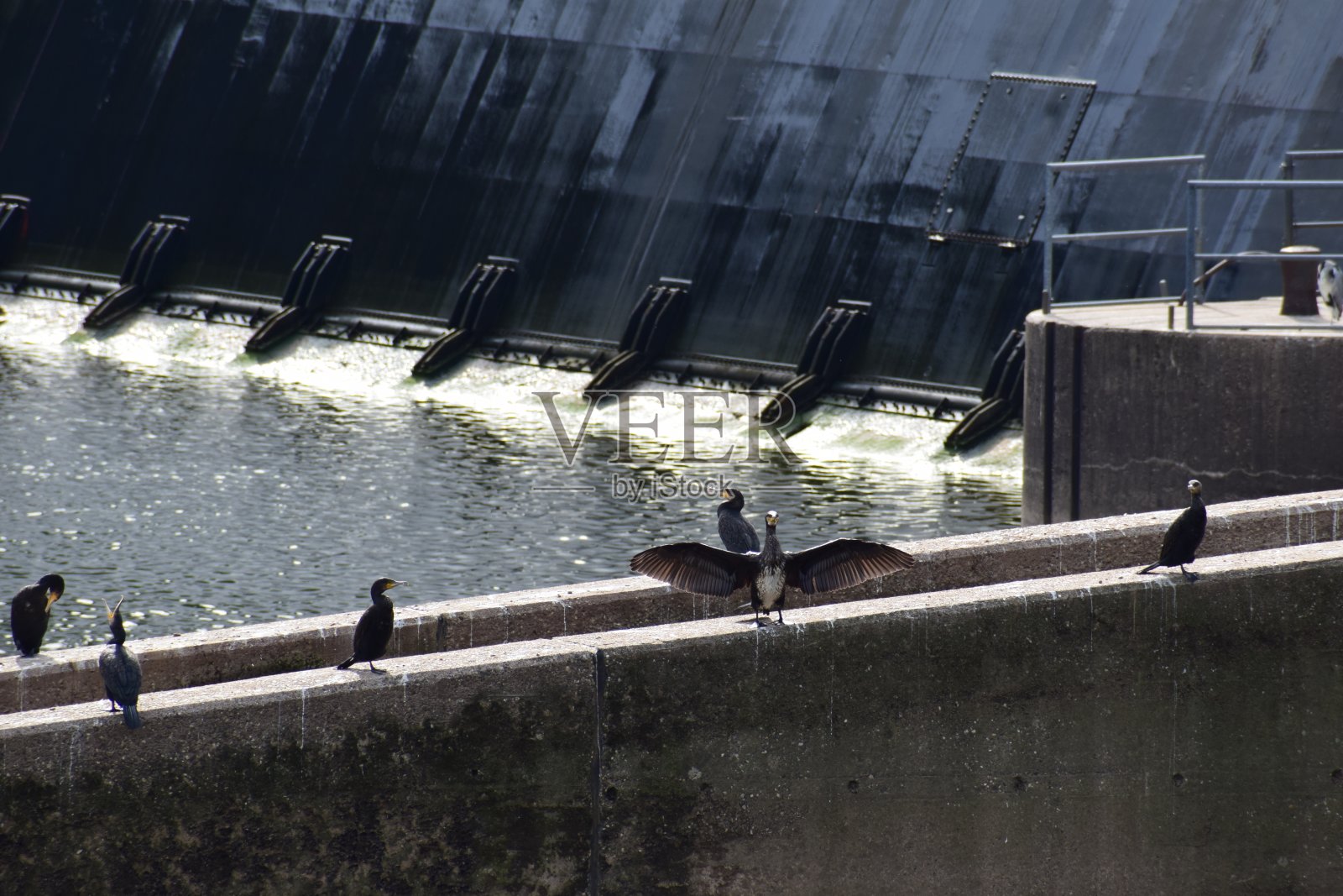 鸬鹚在鱼梯旁照片摄影图片