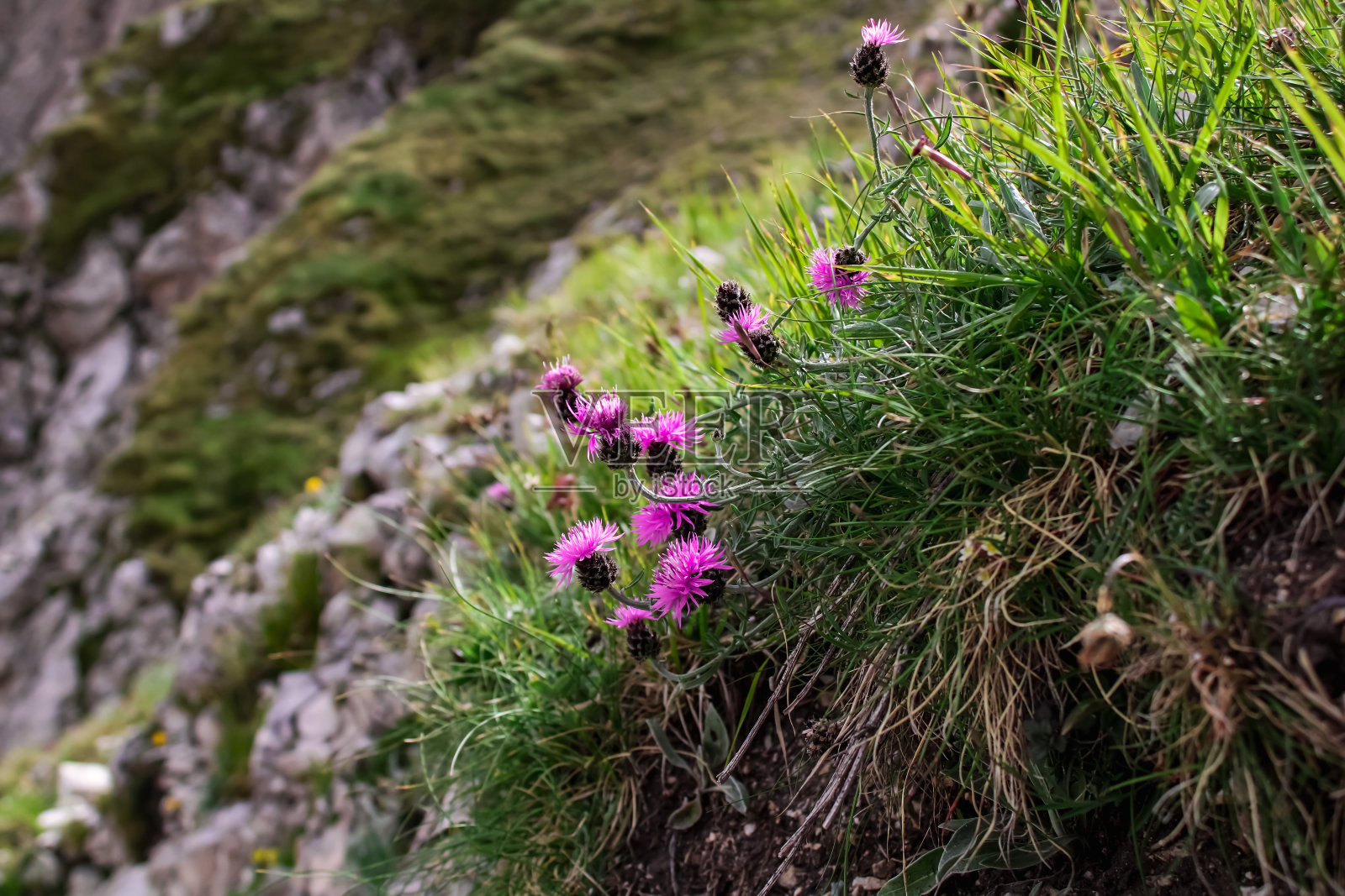 自然的力量照片摄影图片
