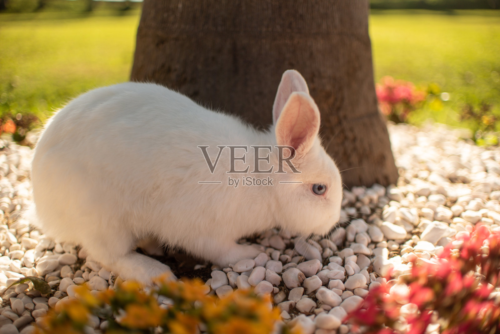 白兔照片摄影图片