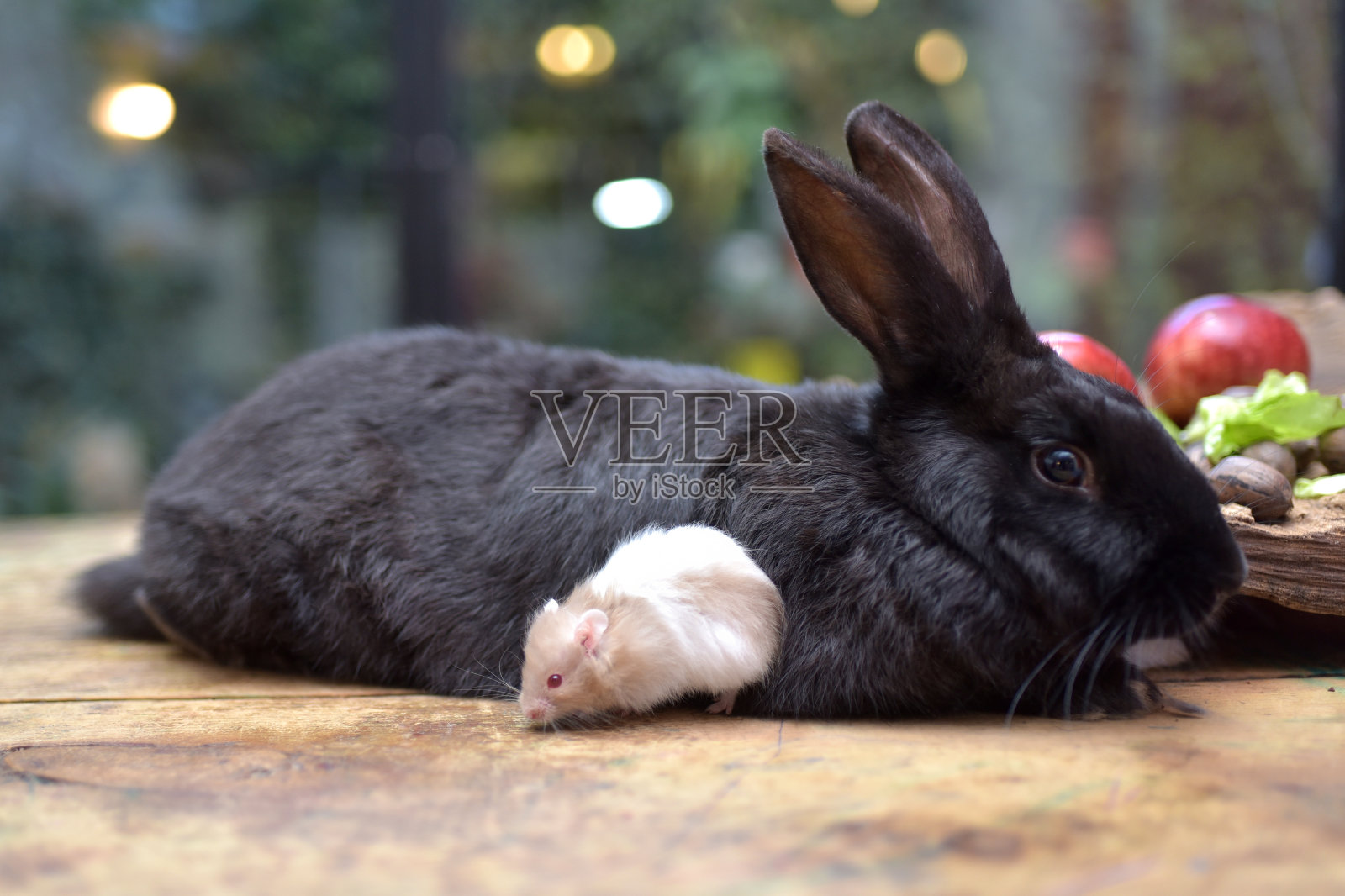 国内的兔子照片摄影图片