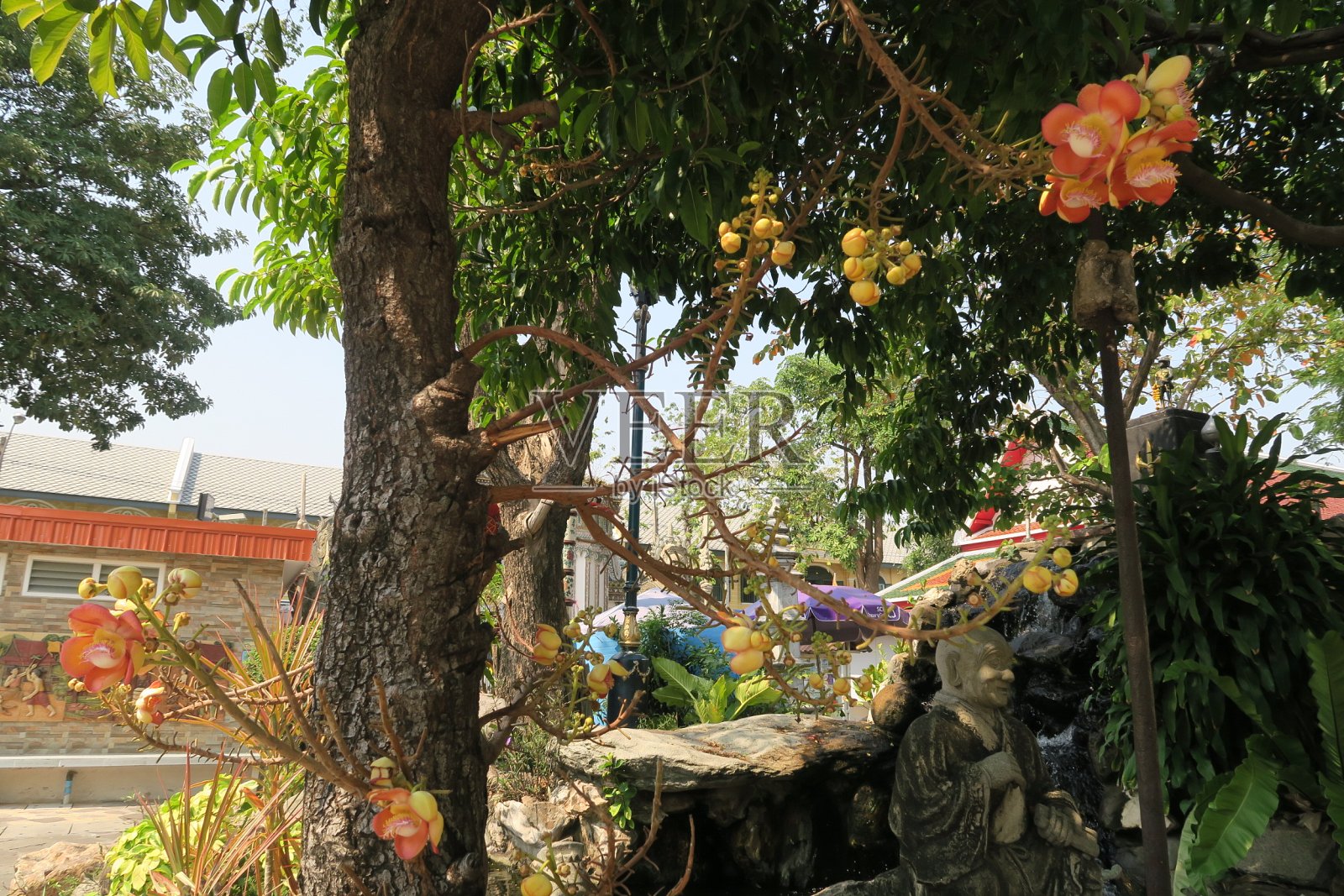 泰国花园里的花照片摄影图片