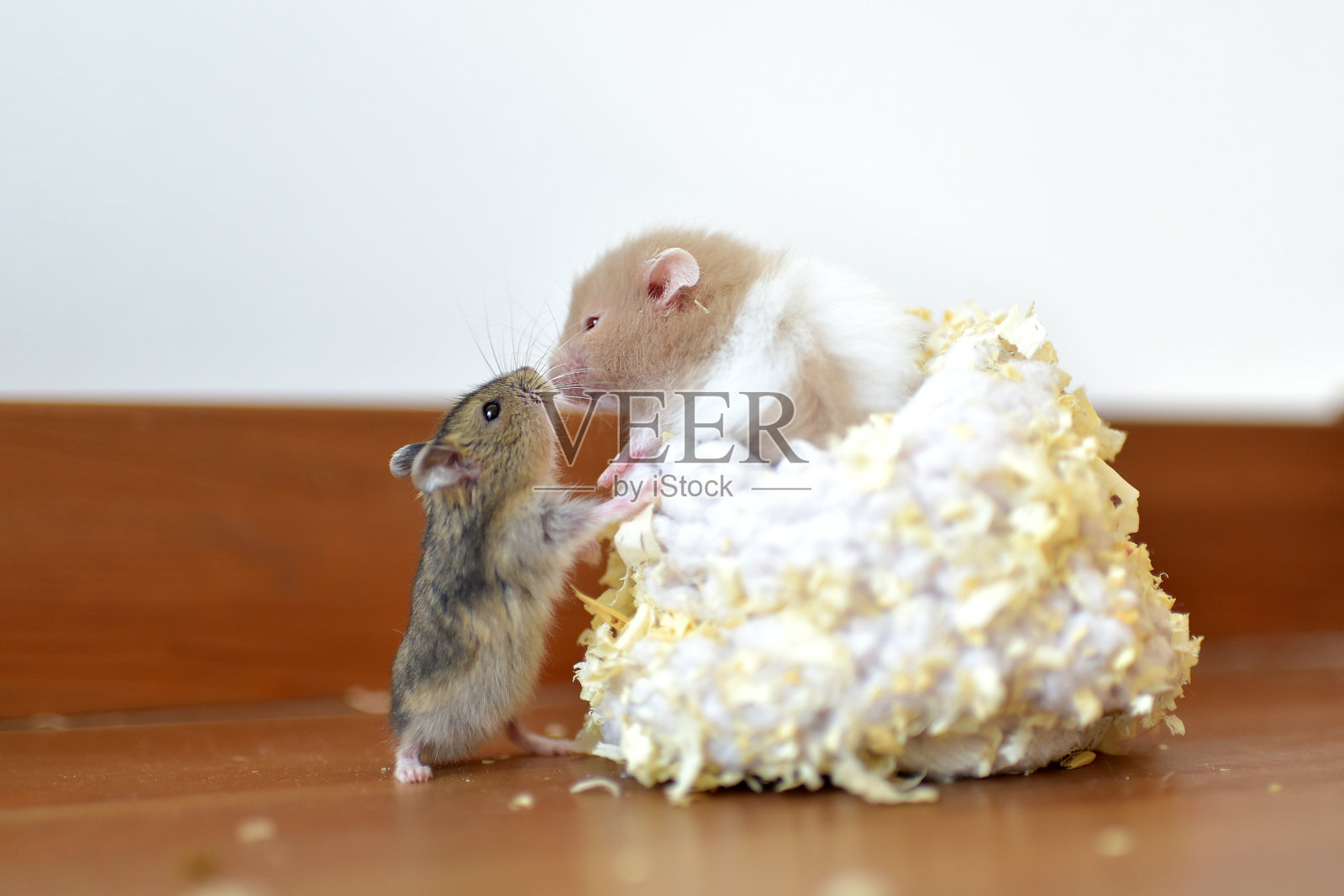 国内的仓鼠照片摄影图片