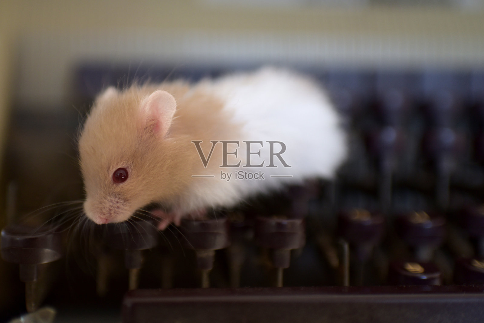 国内的仓鼠照片摄影图片