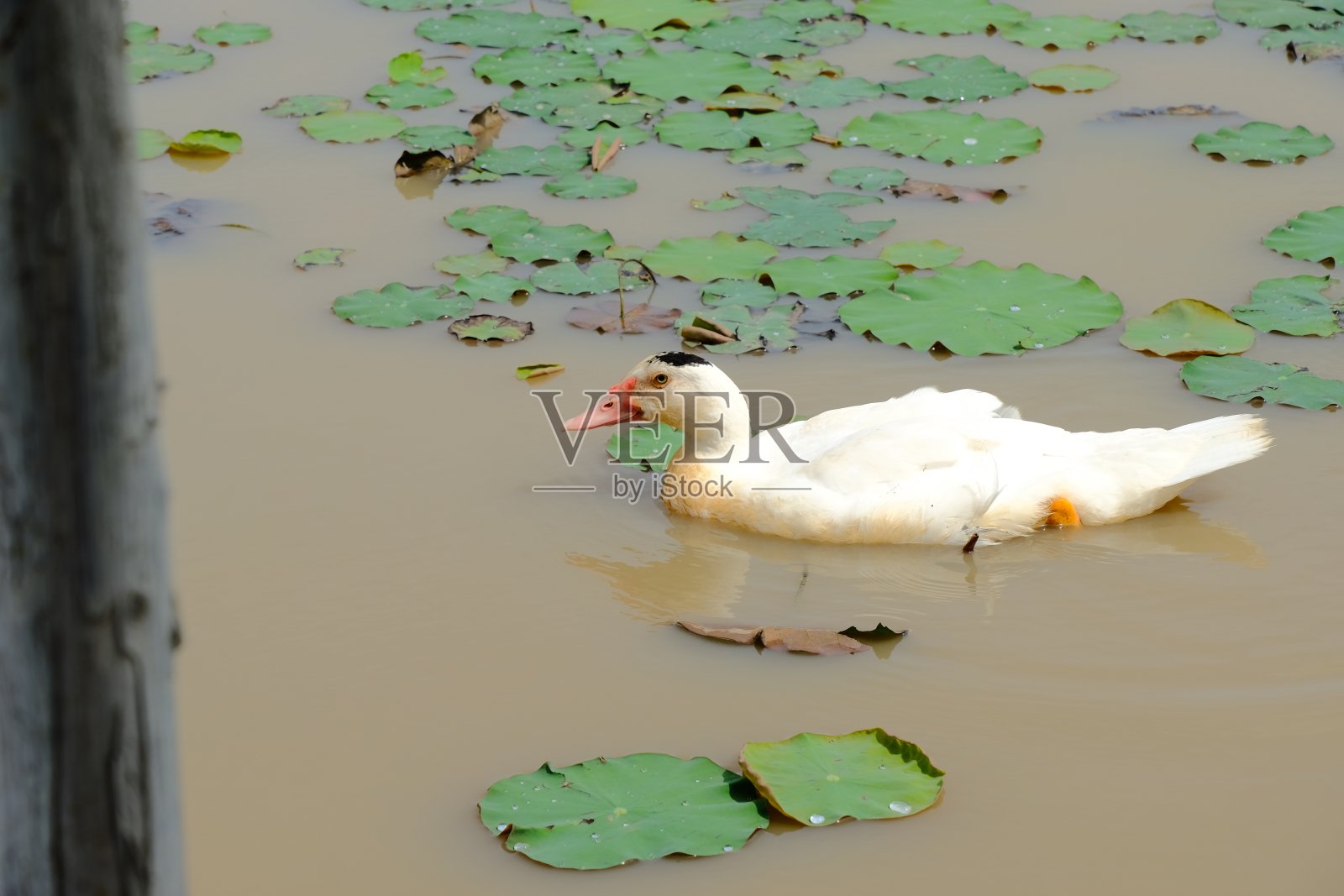 一只公鸭子独自游泳照片摄影图片