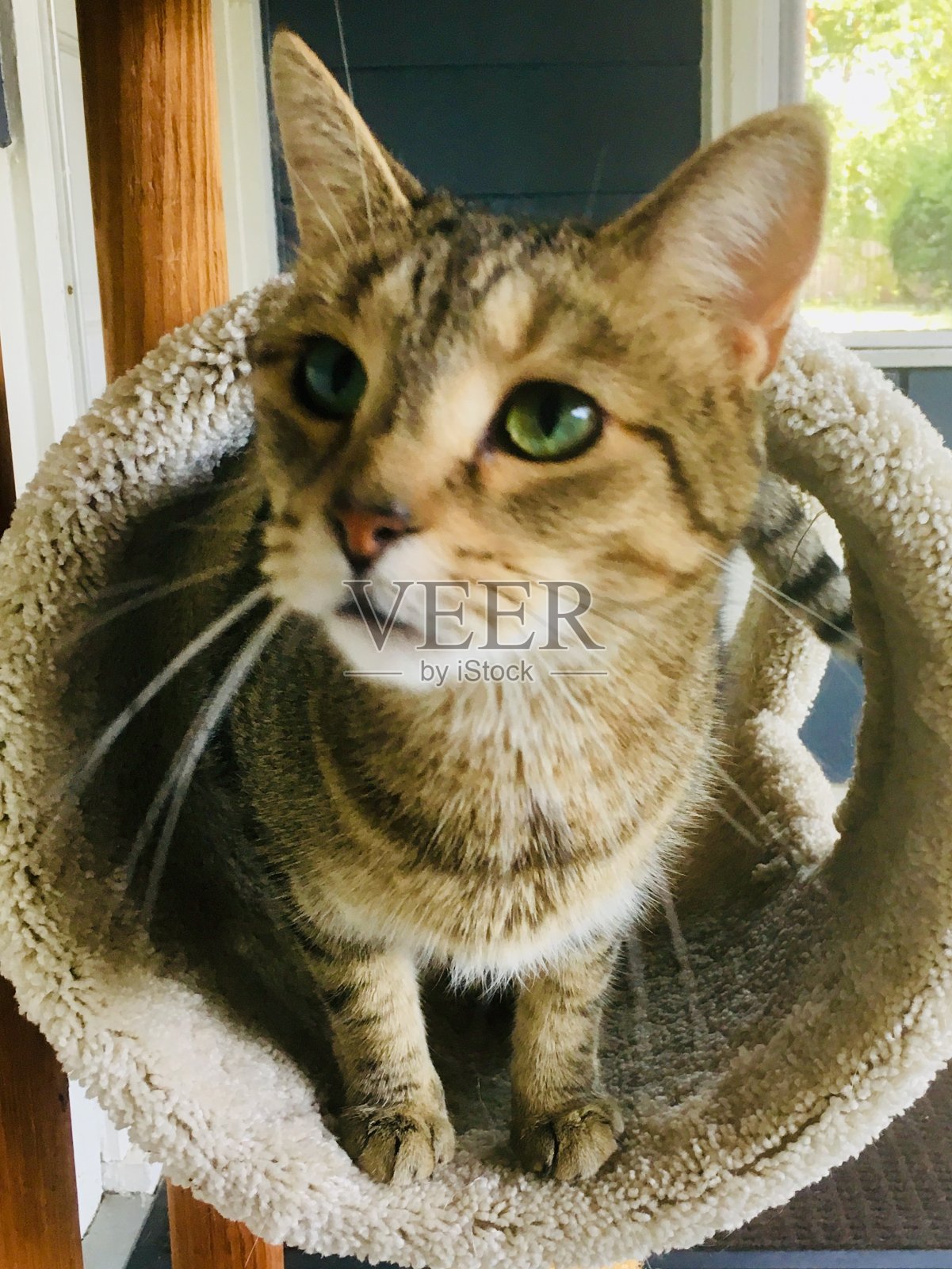 猫在猫树上照片摄影图片