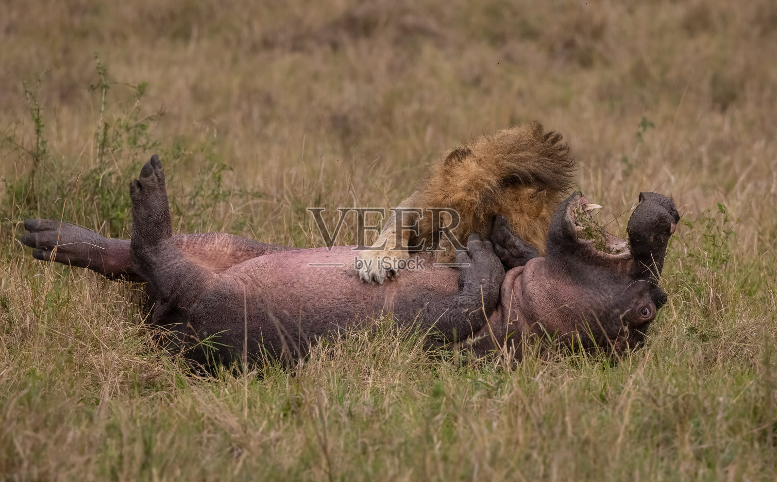 马赛马拉的一只雄狮照片摄影图片
