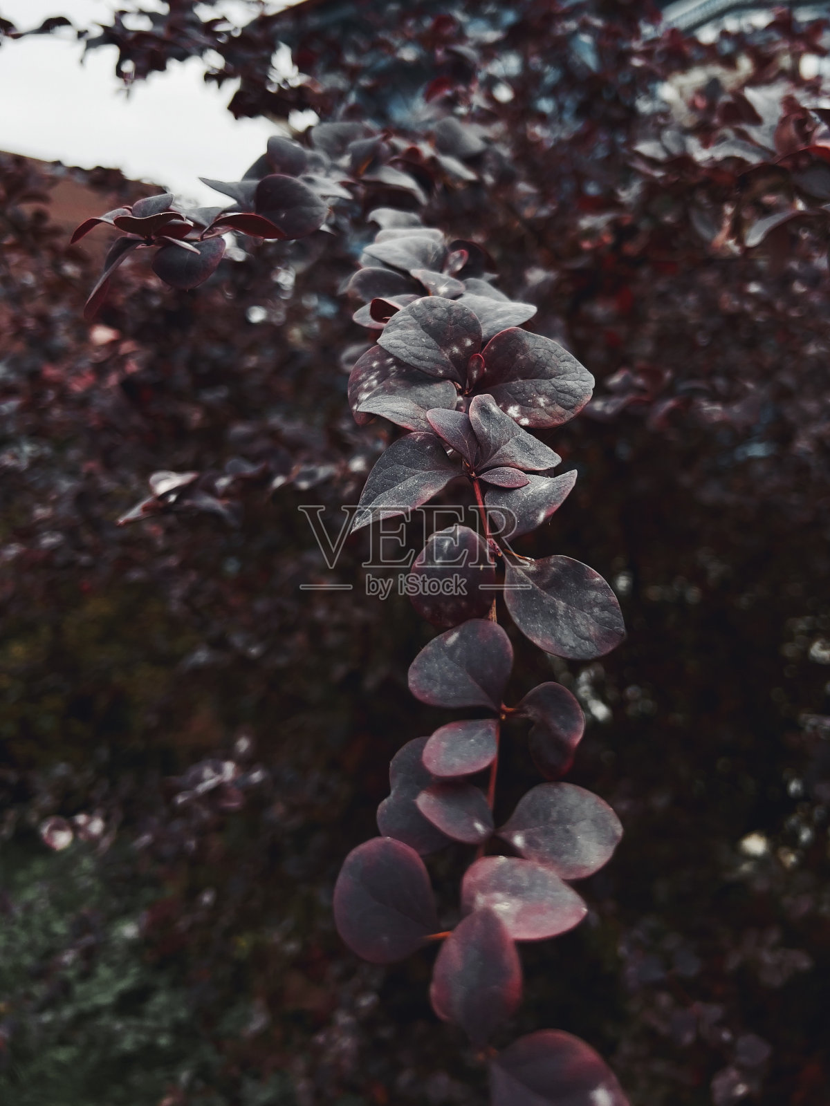 红粉植物照片摄影图片