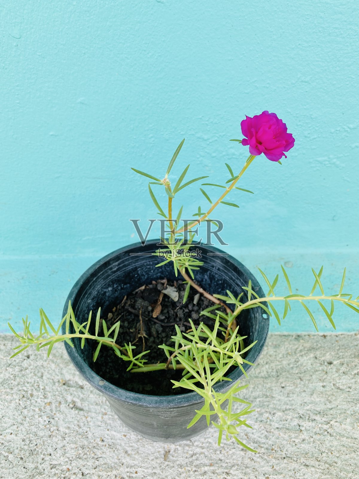 花盆照片摄影图片