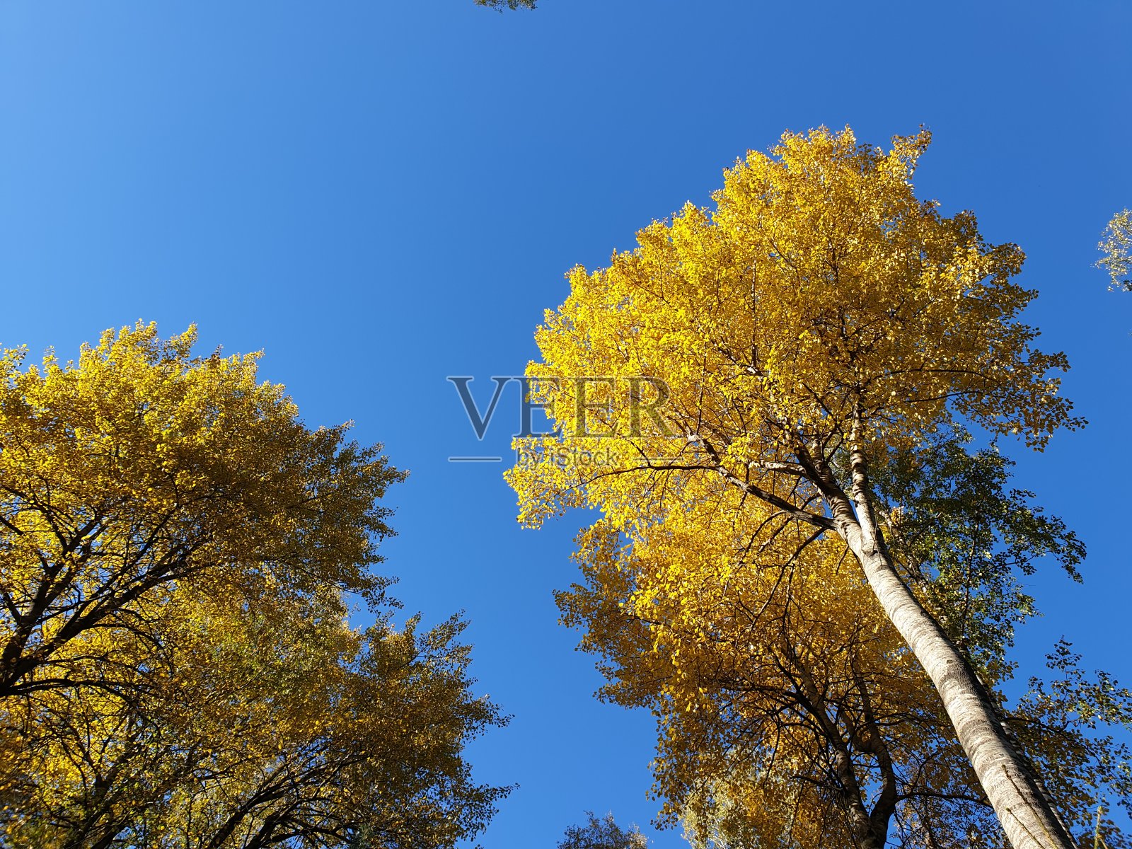 黄色的秋叶映衬着明亮的蓝天。照片摄影图片