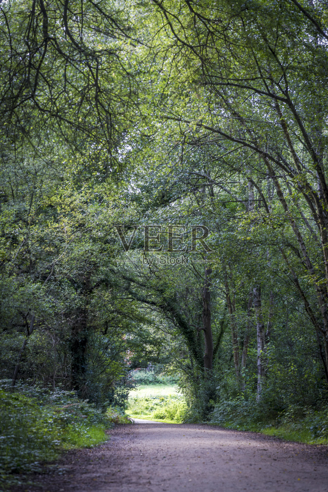 隧道的树木照片摄影图片