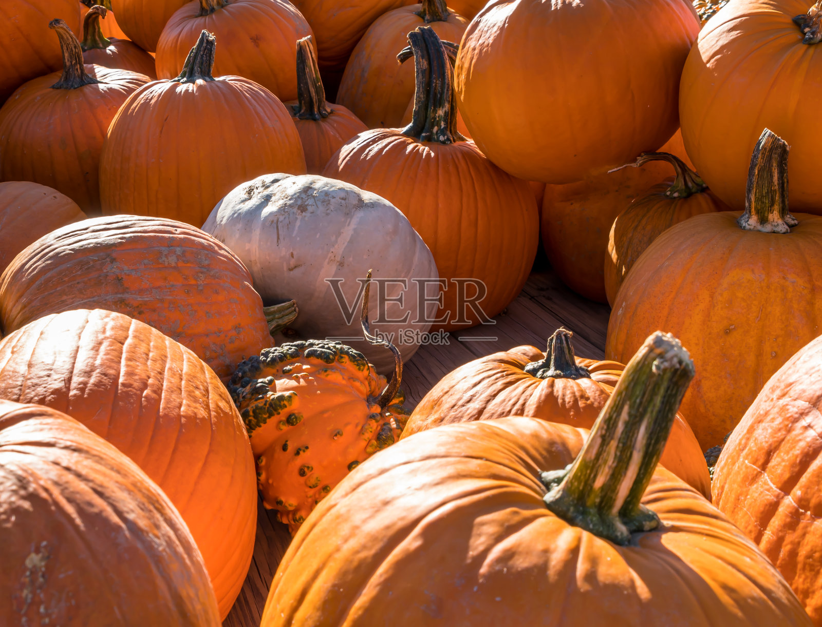 一个阳光明媚的秋天,农场里收获的南瓜堆照片摄影图片