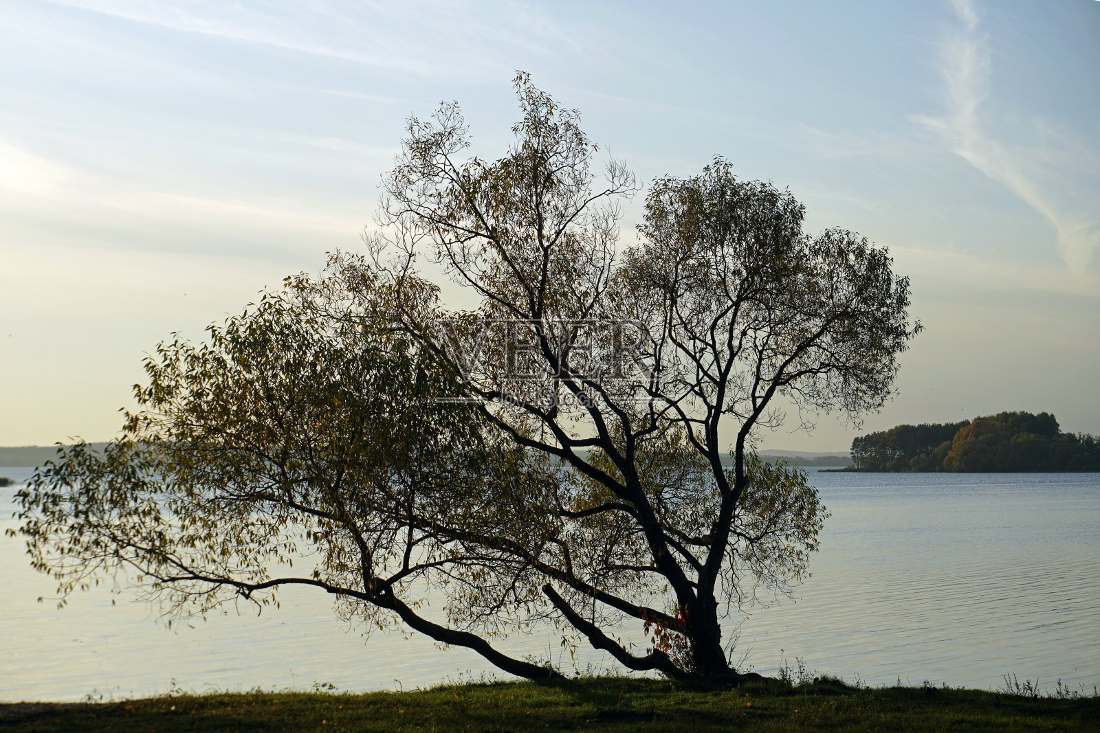 金色的秋天。十月。岸边的柳树。阳光明媚的一天。照片摄影图片
