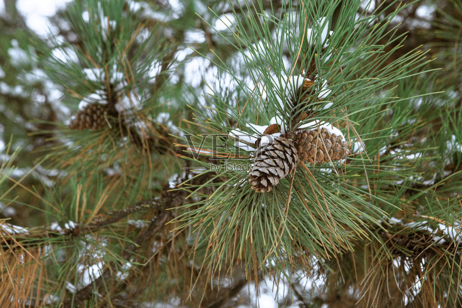 松果挂在被雪覆盖的针叶树的树枝上,在冬天,松果挂在树枝上照片摄影图片