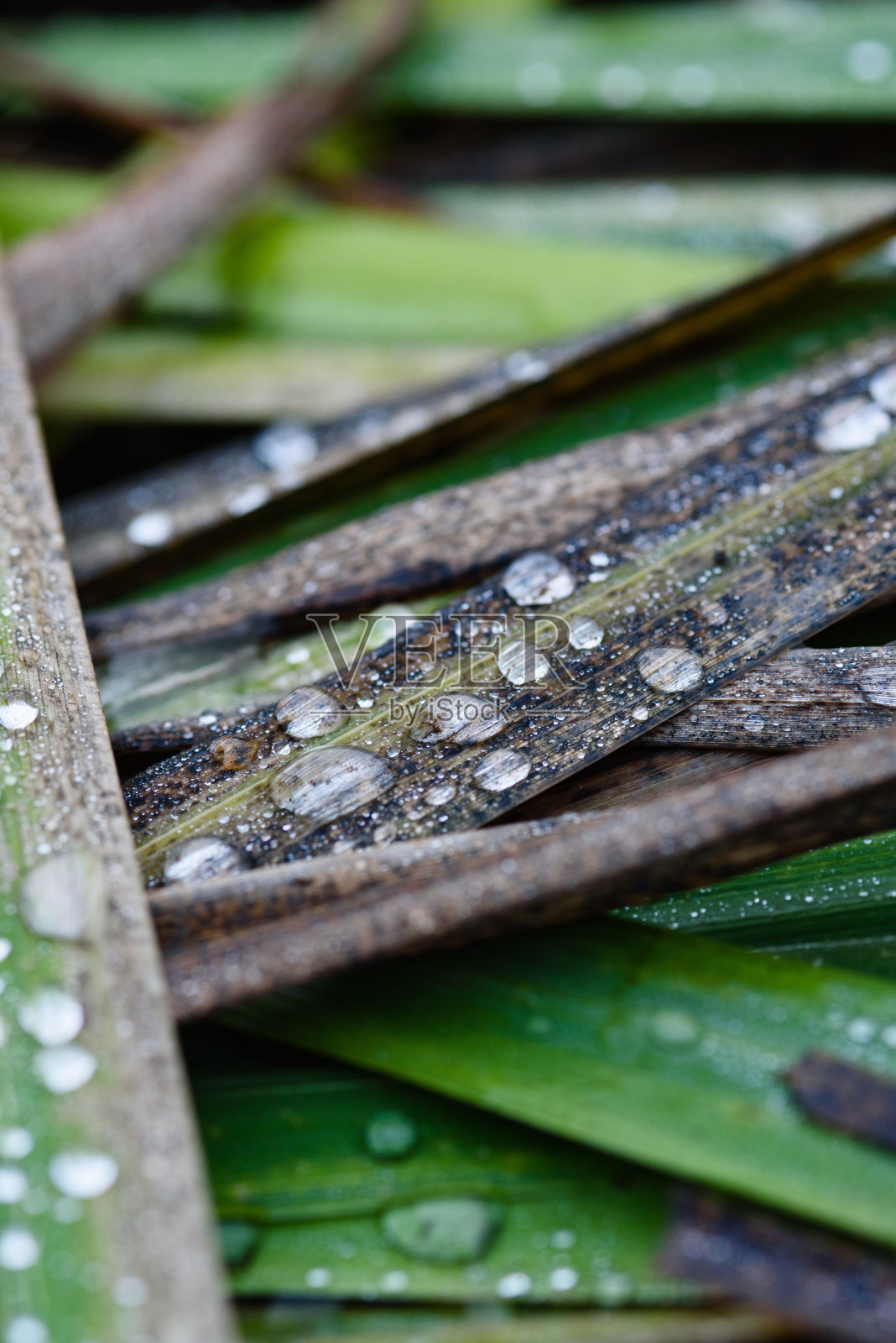 秋天枯萎的老植物紧紧地合在一起照片摄影图片
