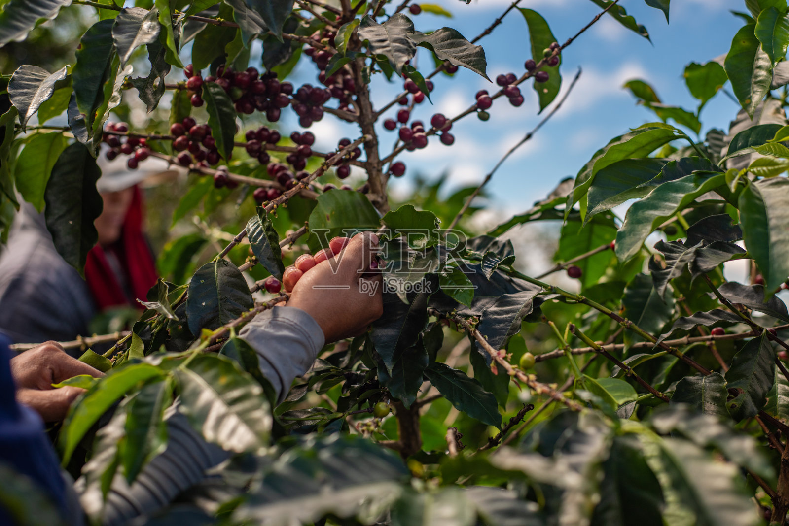 哥斯达黎加种植园里的咖啡采摘者照片摄影图片