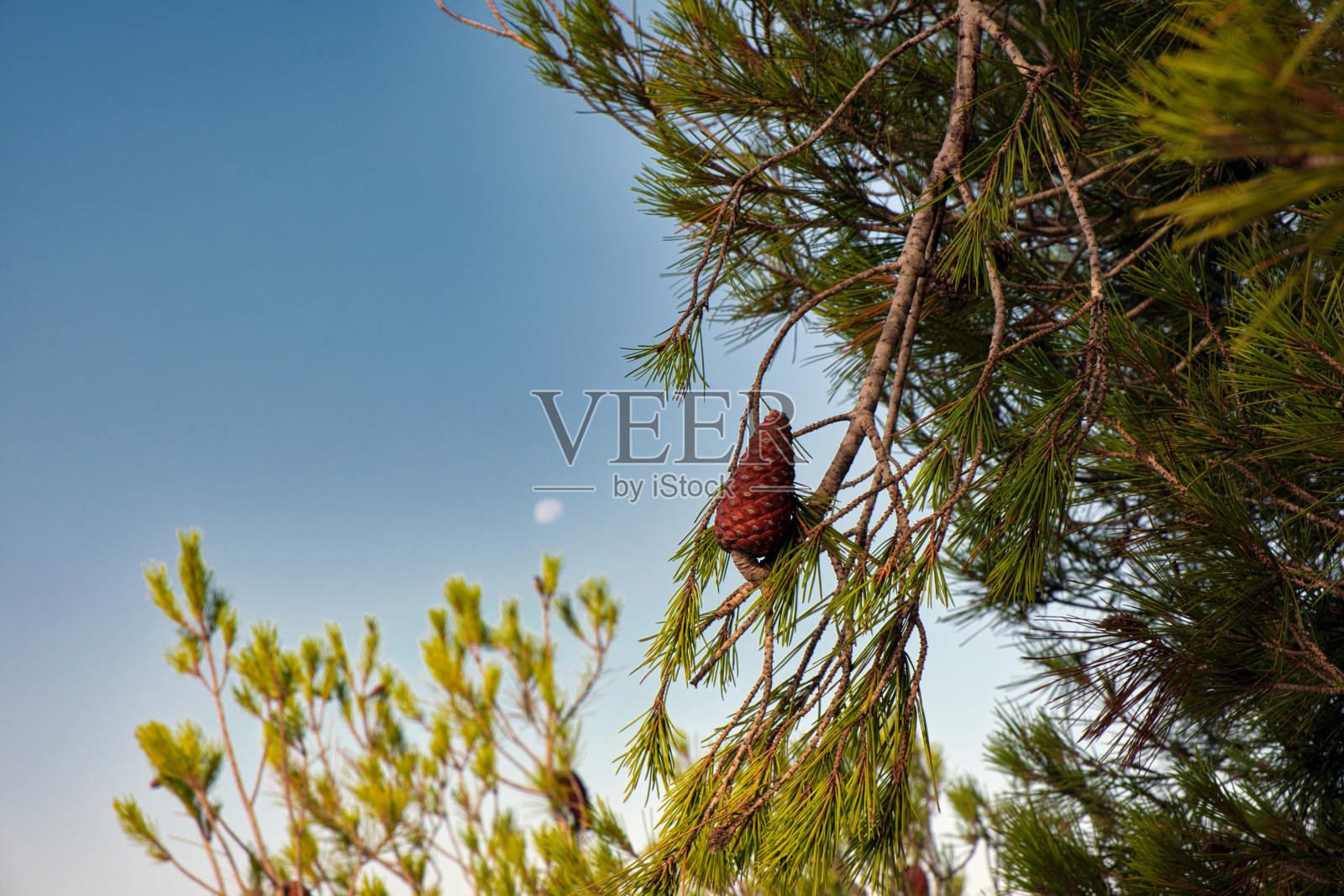 松树、菠萝和月亮照片摄影图片