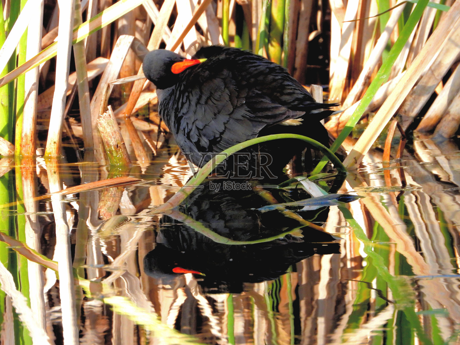 Kaniva,维多利亚,澳大利亚照片摄影图片