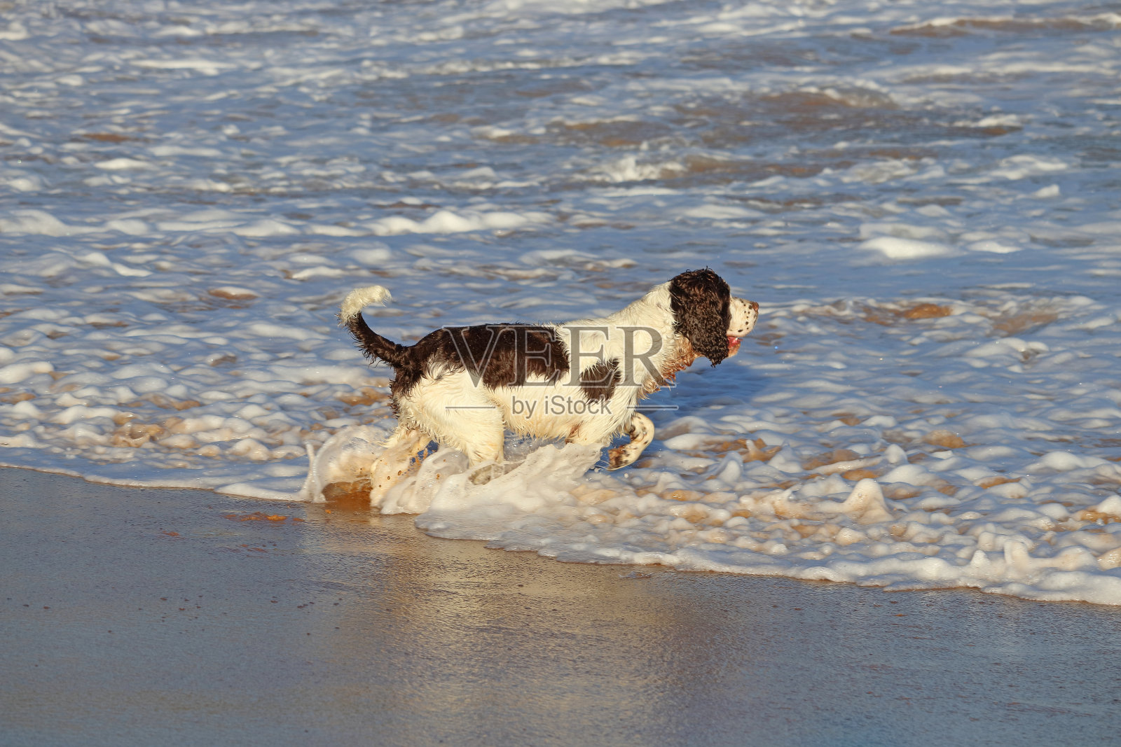 国内的狗照片摄影图片